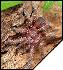 Acanthoscurria juruenicola  4