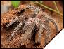 Lasiodora klugii  3