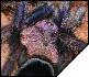 Phormictopus cancerides cancerides    