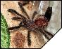Avicularia avicularia  