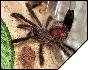 Avicularia avicularia  