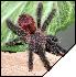 Avicularia avicularia  