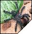 Avicularia geroldi  