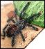 Avicularia geroldi  