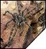 Poecilotheria fasciata  