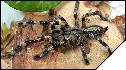 Poecilotheria fasciata  