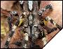 Poecilotheria fasciata  