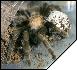 Aphonopelma caniceps   