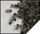 Aphonopelma caniceps  2   