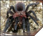 Aphonopelma anax  5 