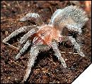 Aphonopelma crinirufum  7 