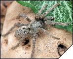 Pterinochilus lugardi самка субадульт