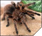 Grammostola rosea Red Color Form самка субадульт
