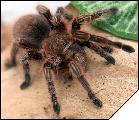 Grammostola rosea Red Color Form  