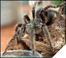 Grammostola alticeps  