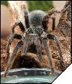 Grammostola alticeps  