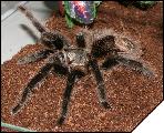 Grammostola grossa самка 7см.