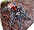 Grammostola iheringi  3 