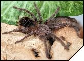 Lasiodora difficilis самка 6 линьки