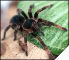 Megaphobema mesomelas самец 6 линьки