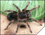 Megaphobema mesomelas самец 6 линьки