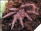 Nhandu carapoensis самка 6 линьки