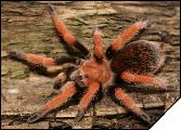 Aphonopelma bicoloratum Самка 8-я линька