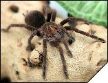 Pamphobeteus platyomma самка 7 линька