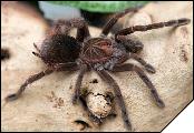 Pamphobeteus platyomma самка 7 линька