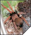Chilocosmia arndsti 7 линька