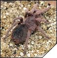 Acanthoscurria suina самка 7 линьки