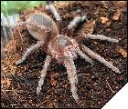 Acanthoscurria atrox самец 8 линьки