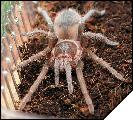 Acanthoscurria atrox самец 8 линьки