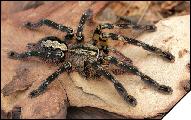 Poecilotheria ornata самка субадульт