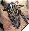 Poecilotheria ornata самка субадульт