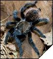 Brachypelma verdezi Самка 6 см