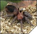 Brachypelma schroederi малыш 6 линьки