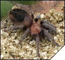 Brachypelma schroederi  6 