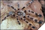 Poecilotheria subfusca  5