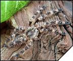 Poecilotheria subfusca  5