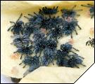 Avicularia versicolor