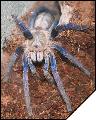 Haplopelma lividum  