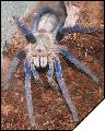 Haplopelma lividum  