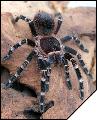 Acanthoscurria brocklehursti  6