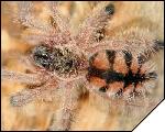 Avicularia minatrix  4- 