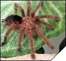 Avicularia minatrix  