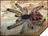 Avicularia metallica Малыш 5-й линьки