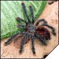 Avicularia metallica самец ювенил