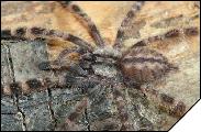 Poecilotheria regalis  4- 