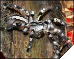 Poecilotheria regalis  